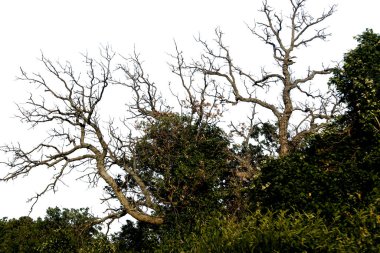 Kırım, Nikita 'nın dünyaca ünlü botanik bahçesi.