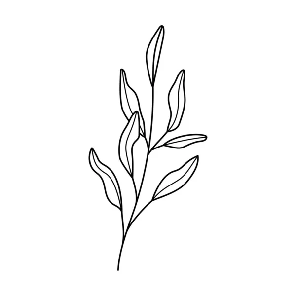 杜德尔线艺术分支与叶子 手绘枝条植物 单色线形花园花卉元素 古色古香的植物学自然图解 — 图库矢量图片