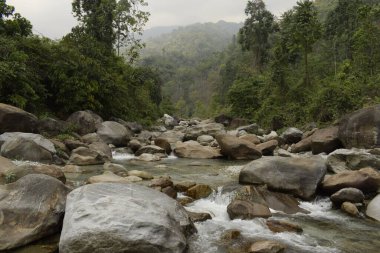 Jhalong nehir yatağı ormanla çevrili, Batı Bengal, Hindistan