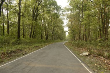 Chapramari 'nin içindeki manzaralı yol. Rezerv Ormanı, Batı Bengal, Hindistan.