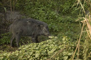 Yaban domuzu Kaziranga Ulusal Parkı, Assam, Hindistan 'da çalıların içinde otluyor.