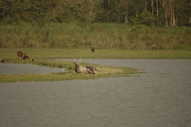 Bir grup sambar geyiği, Kaziranga Ulusal Parkı 'ndaki geniş su kütlesiyle bataklık otlaklarında dinleniyor.