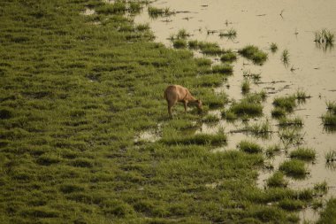 Kaziranga Ulusal Parkı, Assam, Hindistan 'da su kenarında otlayan domuz geyiği.
