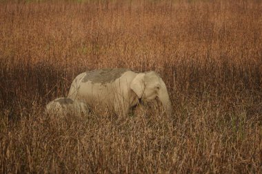 Buzağı otlayan Asya dişi fili Kaziranga Ulusal Parkı 'nda yanmış fil otları.