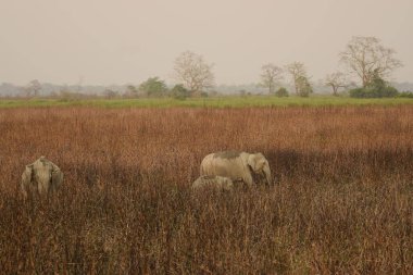 Fil sürüsü Kaziranga Ulusal Parkı, Assam, Hindistan 'da fil çimleri arasında geziniyor.