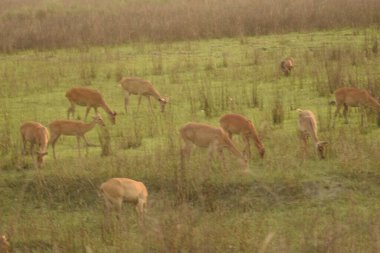 Bataklık geyiği sürüsü Kaziranga Ulusal Parkı, Assam, Hindistan 'daki çimenli çayırlarda otluyor.