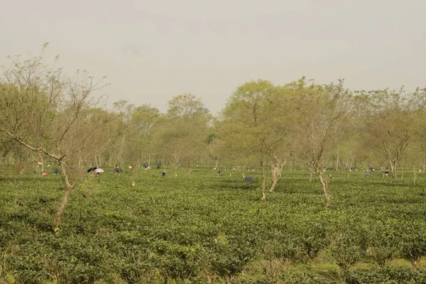 Sabahları Jalpaigudi Batı Bengal Hindistan Çay Bahçesi Manzarası — Stok fotoğraf