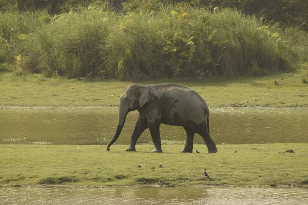 a tuskless asian male elephant called \