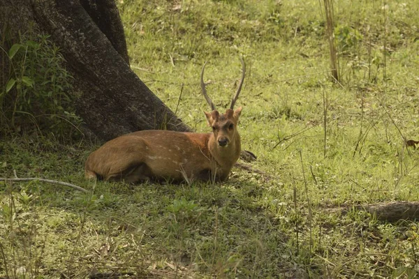 絶滅危惧種の沼鹿がカジランガ国立公園の木の下に眠っています — ストック写真