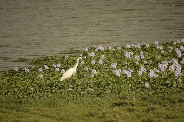Mellanliggande Egret Som Sitter Näckrosor Som Flyter Vidsträckta Vattendrag Kaziranga — Stockfoto
