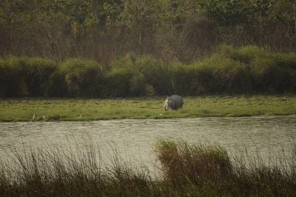 Nosorožec Pasoucí Velmi Daleko Bažinaté Travnaté Krajině Rozlehlým Pruhem Vodní — Stock fotografie