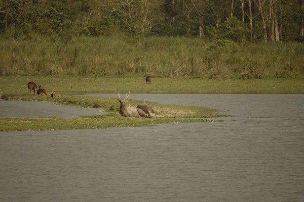 stock image a group of sambar deer leisurely resting very far on swampy grassland with vast water body at kaziranga national park