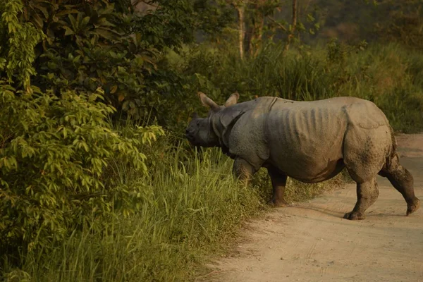 one horned indian rhino crossing unpaved path inside kaziranga national park, assam, india