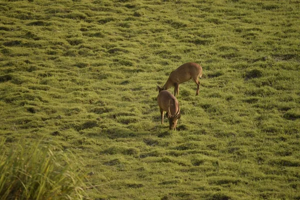 インドアッサム州カジランガ国立公園の芝生の土地で — ストック写真