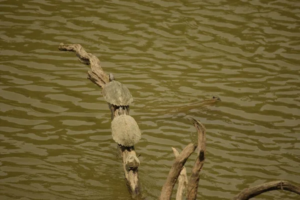 Zagrożony Assam Zadaszony Żółw Różnej Wielkości Siedzi Wzniesionym Pnia Drzewa — Zdjęcie stockowe
