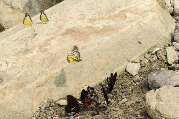 Бабочки Извлекают Необходимые Минералы Русла Реки Джаянти Алипурдуар Западная Бенгалия — стоковое фото