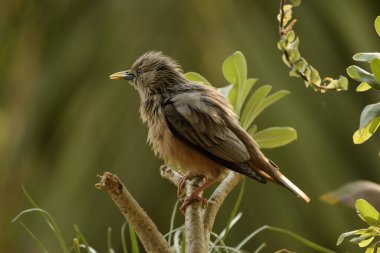 Kestane, su banyosundan sonra dalda oturan Sterling Bird 'ü takip etti.