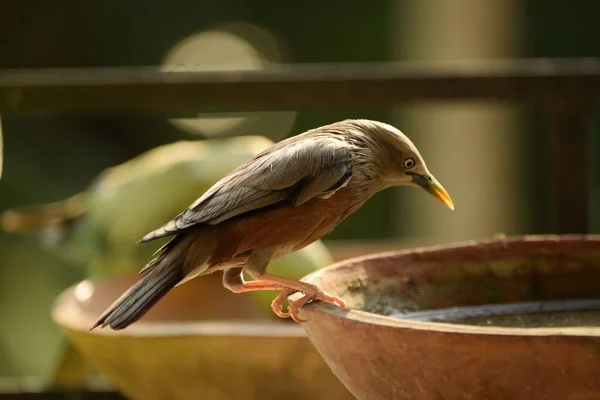 Kastanienschwanzvogel Sitzt Rand Der Wasserschale Mit Selektivem Fokus — Stockfoto