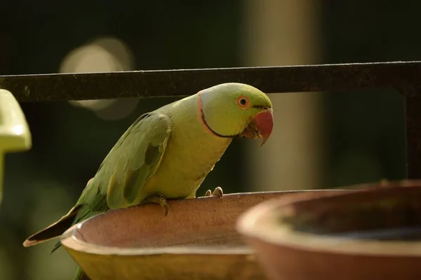 Rózsa Gyűrűs Papagáj Ismert Mint Gyűrű Nyakú Papagáj — Stock Fotó