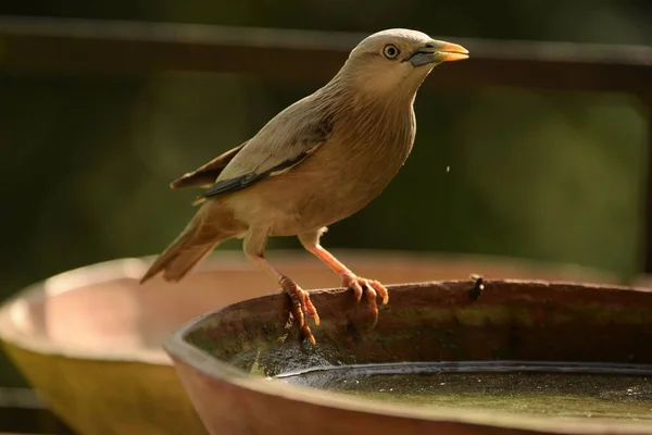 Kastanienschwanzvogel Sitzt Rand Der Wasserschale — Stockfoto