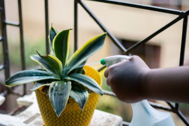 Yılan bitki yapraklarına böcek ilacı sıkmak balkonda, sprey başlığına özenli bir odaklanma