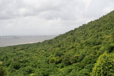 Mumbai kıyısındaki Arap denizine bakan kalın orman örtüsüyle kaplı fil adası yamacı.