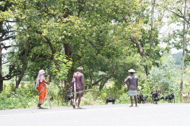 Kudu- gumla Yolu, Lohardaga, jharkhand, Hindistan - 15 Temmuz 2024: orman tarafında sığırları olan yerel kabileler