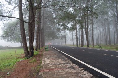 Netarhat okul yolunda sisli bir akşam, jharkhand, Hindistan, bulutların çam ormanı çevresinden geçtiği korkunç çevreyi tasvir ediyor.