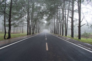 Ürkütücü bir akşamda etrafı sisli çam ormanlarıyla çevrili uzun asfalt.