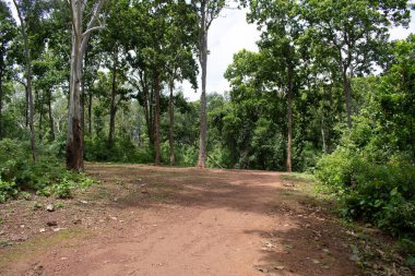 Muddy dirt road through the forest surrounding