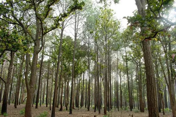 stock image picturesque dense pine forest in the morning at 