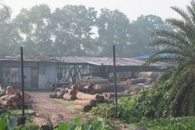 Kırsal kesimde sisli bir sabahta yeşil alan içinde küçük çaplı ahşap işleme fabrikası