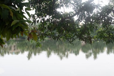 Sakin bir gölü çevreleyen ağaç dallarının manzarası. Suyun üzerindeki ağaçların berrak yansımaları. Huzuru ve doğayla uyumu temsil eden huzurlu doğal manzara.