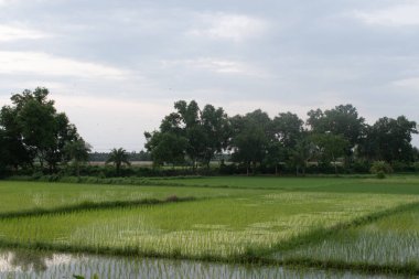Hindistan 'ın batı bengal kırsalında muson mevsiminde yemyeşil çeltik tarlaları, bulutlu gökyüzünü yansıtan su dolu yamalar ve yüksek ağaçlar ve palmiye siluetlerinden oluşan bir zemin, geleneksel pirinç tarlalarının sergilendiği sakin bir tarımsal manzara.