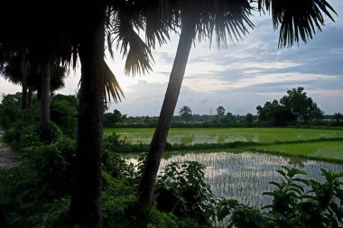 Kırsal batı Bengal, Hindistan 'da muson mevsiminde yemyeşil çeltik tarlalarının yanında uzanan uzun palmiye ağaçlarıyla kaplı kırsal bir yolun manzarası. Suya bulanmış pirinç tarlaları bulutlu akşam gökyüzünü yansıtarak huzurlu ve doğal bir tarım manzarası yaratıyor.