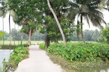 Bonhooghly, Batı Bengal, Hindistan - Ağustos 03, 2025: Bir gölet ve yeşil alan boyunca uzanan manzaralı beton bir patika, yoğun tropik bitki örtüsü ve kırsal bir köyde palmiye ağaçları ile çevrili, yerel köylüler dinleniyor ve çalışıyor