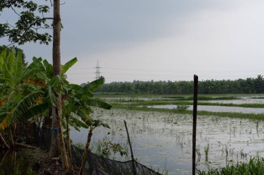 Hindistan, Bengal kırsalındaki sık muz tarlalarıyla çevrili su dolu tarım arazilerinin manzarası durgun su, yemyeşil ve bulutlu gökyüzü ile birlikte tarım arazileri üzerinde muson etkisi.