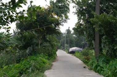 Boral, Batı Bengal, Hindistan - Ağustos 03, 2025: Bereketli yeşil bitki örtüsünü, muz bitkilerini ve kırsal bengal ağaçlarını kesen sakin bir beton köy yolu, elektrik direkleri ve tente kaplı küçük bir kulübe.