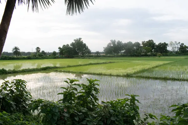 Hindistan 'ın batı bengal kırsalındaki yemyeşil çeltik tarlalarının manzarası muson mevsiminde, sulanan bölümler bulutlu gökyüzünü yansıtıyor, ağaçlardan ve palmiye siluetlerinden oluşan bir zemin, sakin bir tarım manzarası.