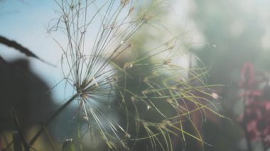 Bahçedeki yeşil bir bitkinin üzerinde parlayan güneş ışınları. Yavaş çekim. 