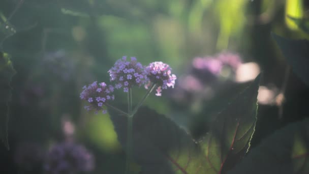 Close Uma Flor Verbena Purpletop Balançando Lentamente Vento Pôr Sol — Vídeo de Stock