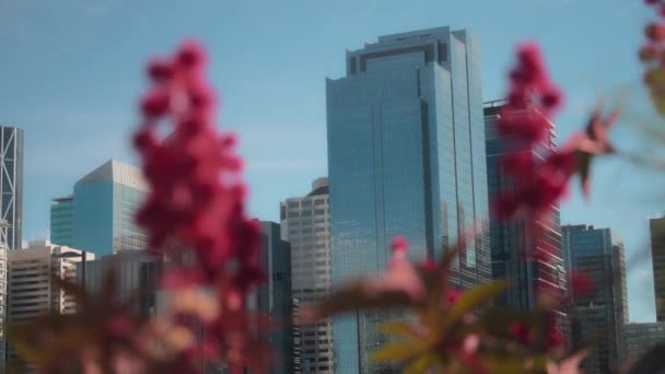 View Downtown Cityscape Red Castor Bean Plants Foreground Slow Motion — Stock Video