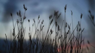Rüzgarda sallanan kurumuş otların ardında gün batımı. 