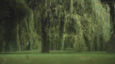 Şehir parkında ağlayan güzel bir söğüt ağacı. Yavaş çekim. 