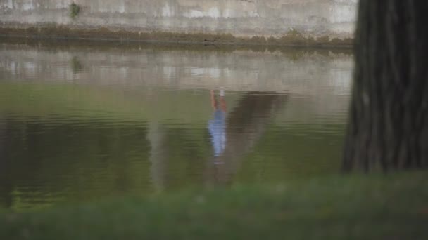 Людина Ходить Парку Відображаючи Поверхню Води Ставку Повільний Рух — стокове відео