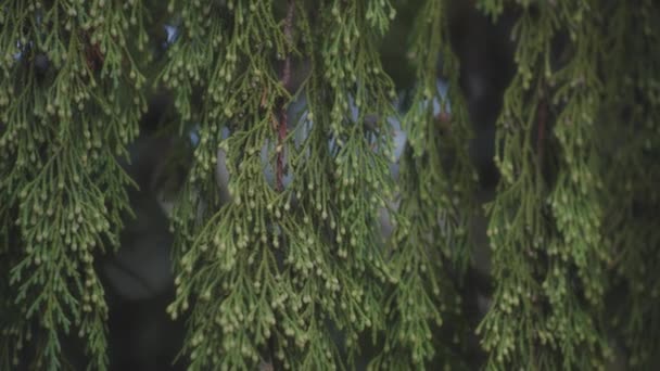 Närbild Nootka Cypress Träd Grenar Långsamma Rörelser — Stockvideo