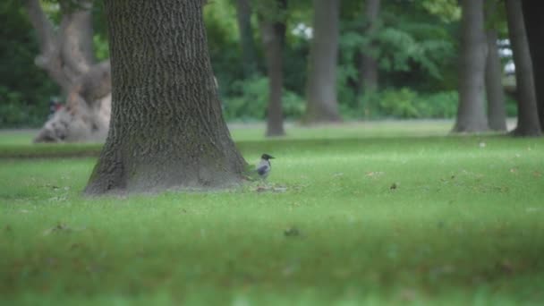 Corbeau Gris Capuchon Marchant Sur Une Herbe Verte Dans Parc — Video