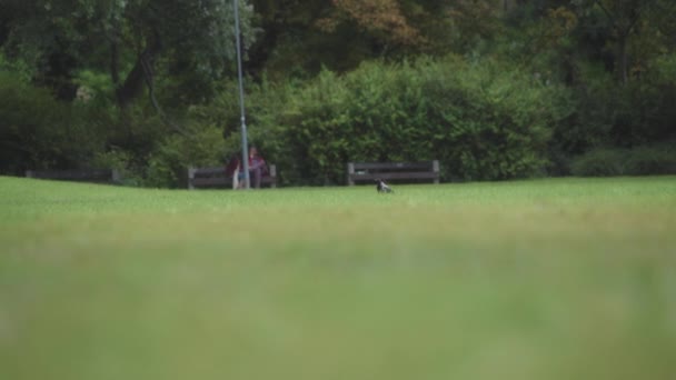 一只灰色的乌鸦在公园的草坪上散步 慢动作 — 图库视频影像