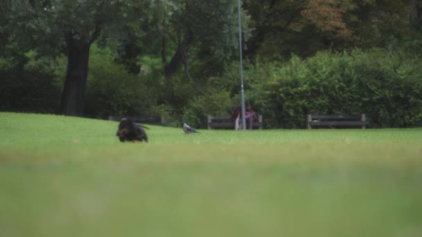 Egy Varjú Sétál Füvön Parkban Miközben Egy Tacskó Kutya Játszik — Stock videók