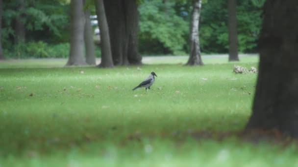Corbeau Gris Marchant Sur Une Pelouse Verte Dans Parc Mouvement — Video